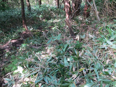登山道の整備作業