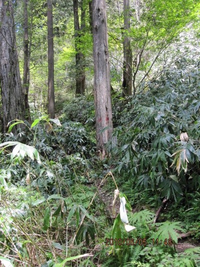 登山つづき