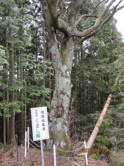 桜は今！これからも！