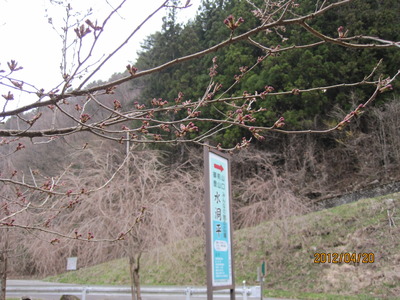 桜は今！これからも！