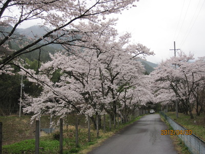 桜は今！これからも！