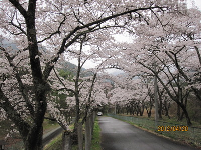 桜は今！これからも！