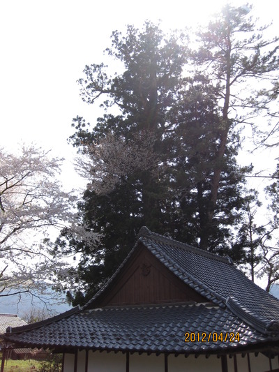 桜が宿る