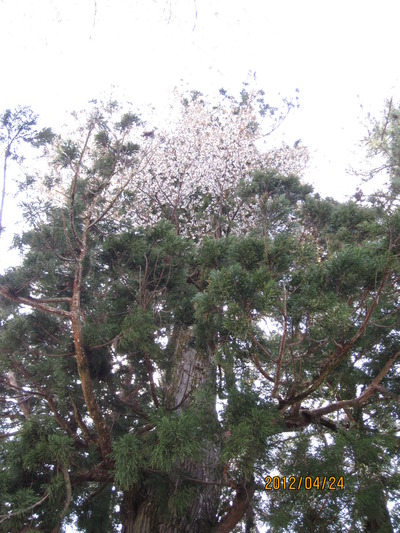 桜が宿る