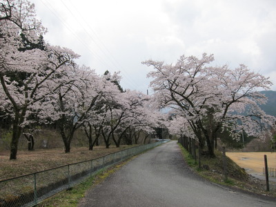 桜