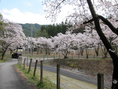 桜