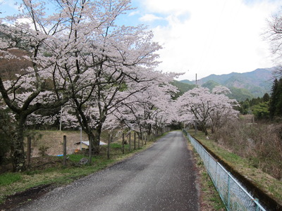 桜