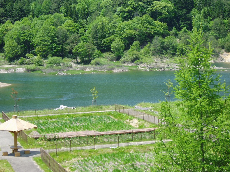泳ぐカモシカⅡ