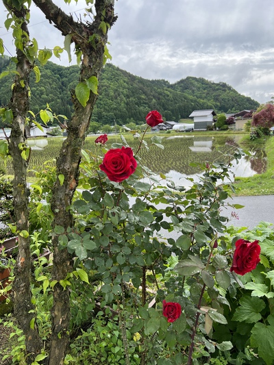 薔薇　バラ　ばら　が咲いた