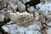 桜を見に出掛けませんか？