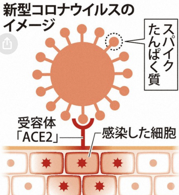オミクロン株は、アミノペプチダーゼN⁈で感染。
