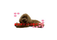 本日ポイント2倍デー❣️ 2025/05/02 09:00:00