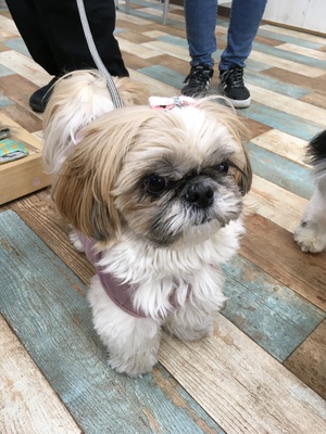 本日のわんこ♡
