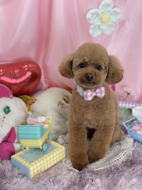 トリミング室のわんこ‪‪❤︎‬ 2025/02/03 09:00:00