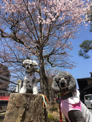 とめべったり、急に暑かったですね