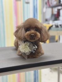 トリミング室のわんこ‪‪❤︎‬ 2025/01/31 09:00:00