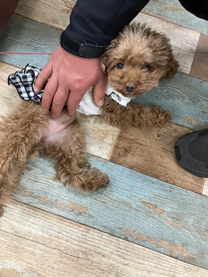 本日のわんこ♡