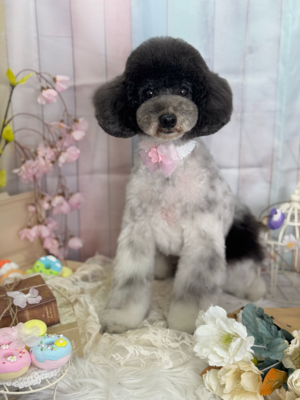 トリミング室のわんこ‪‪❤︎‬