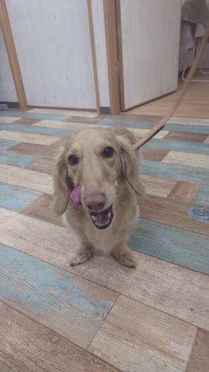本日のわんこ♡