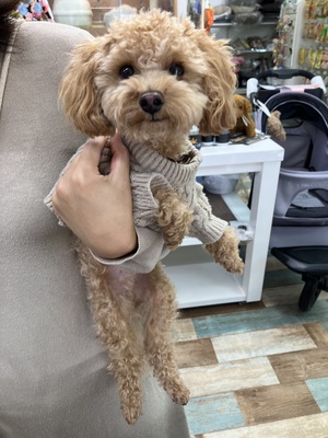 本日のわんこ♡