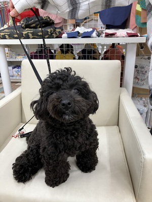 本日のわんこ♡