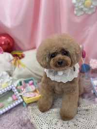 ご予約について と トリミング室のわんこ 2025/02/18 09:00:00