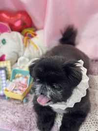 トリミング室のわんこ‪‪❤︎‬ 2025/02/22 09:00:00