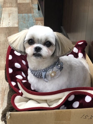 本日のわんこ♡