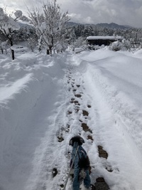 とめべったり、今日は多分嬉しくなかった 2025/02/09 21:00:45
