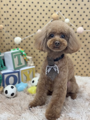 トリミング室のわんこ‪‪❤︎‬