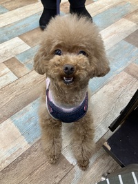 本日のわんこ♡ 2025/03/01 18:33:12