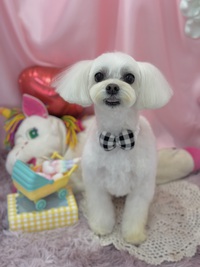 トリミング室のわんこ‪‪❤︎‬ 2025/02/07 09:00:00