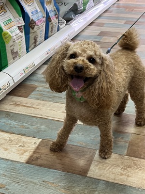 本日のわんこ♡