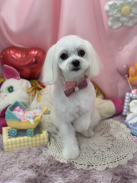 予約状況とトリミング室のわんこ‪‪❤︎‬ 2025/02/09 09:00:00