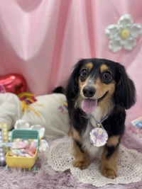 トリミング室のわんこ‪‪❤︎‬ 2025/02/24 09:00:00