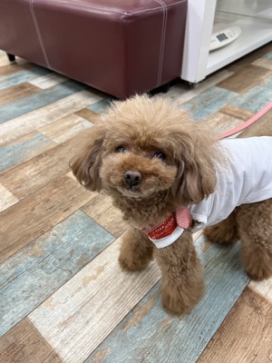 本日のわんこ♡
