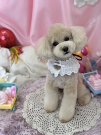 トリミング室のわんこ‪‪❤︎‬ 2025/02/16 09:00:00