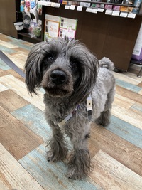 本日のわんこ♡