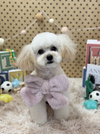 トリミング室のわんこ‪‪❤︎‬ 2025/03/19 09:00:00
