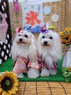 本日のわんこ♡
