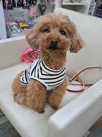 本日のわんこ♡とお知らせ☆ 2025/05/04 18:30:00