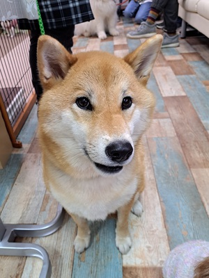 本日のわんこ♡