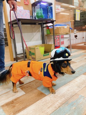 本日のわんこ♡
