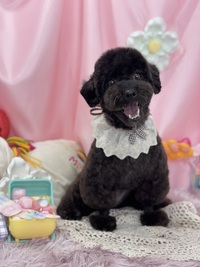 トリミング室のわんこ‪‪❤︎‬ 2025/02/19 09:00:00