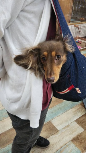 本日のわんこ♡