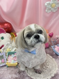 トリミング室のわんこ‪‪❤︎‬ 2025/02/13 09:00:00