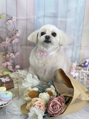 トリミング室のわんこ‪‪❤︎‬