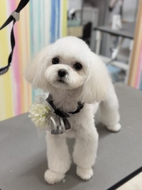 トリミング室のわんこ‪‪❤︎‬ 2025/01/29 09:00:00