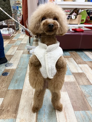 本日のわんこ♡