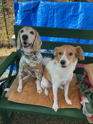 とめべったり、犬いっぱいバーベキュー
